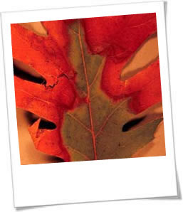 Bacterial Leaf Scorch