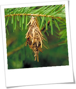 The Bagworm Thyridopteryx ephemeraeformis (Haworth)