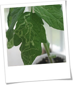 Leaf Miner