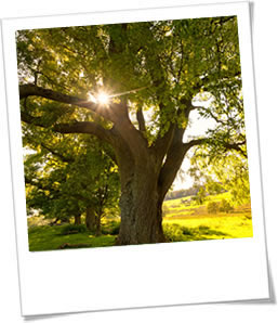 Summer Tree Care