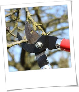 tree pruning