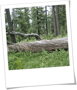 woodland restoration